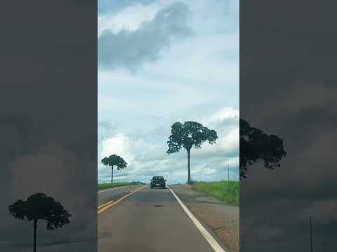 #alvorada #do #oeste #rondonia #arvore #gigante