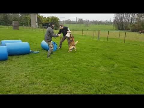 L arche de nos compagnons