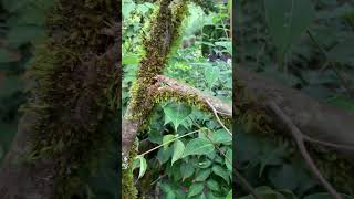 Broken tree branch? Arborist says don&#39;t wait, remove it! #redsealvas #arborist #dogwood #trees