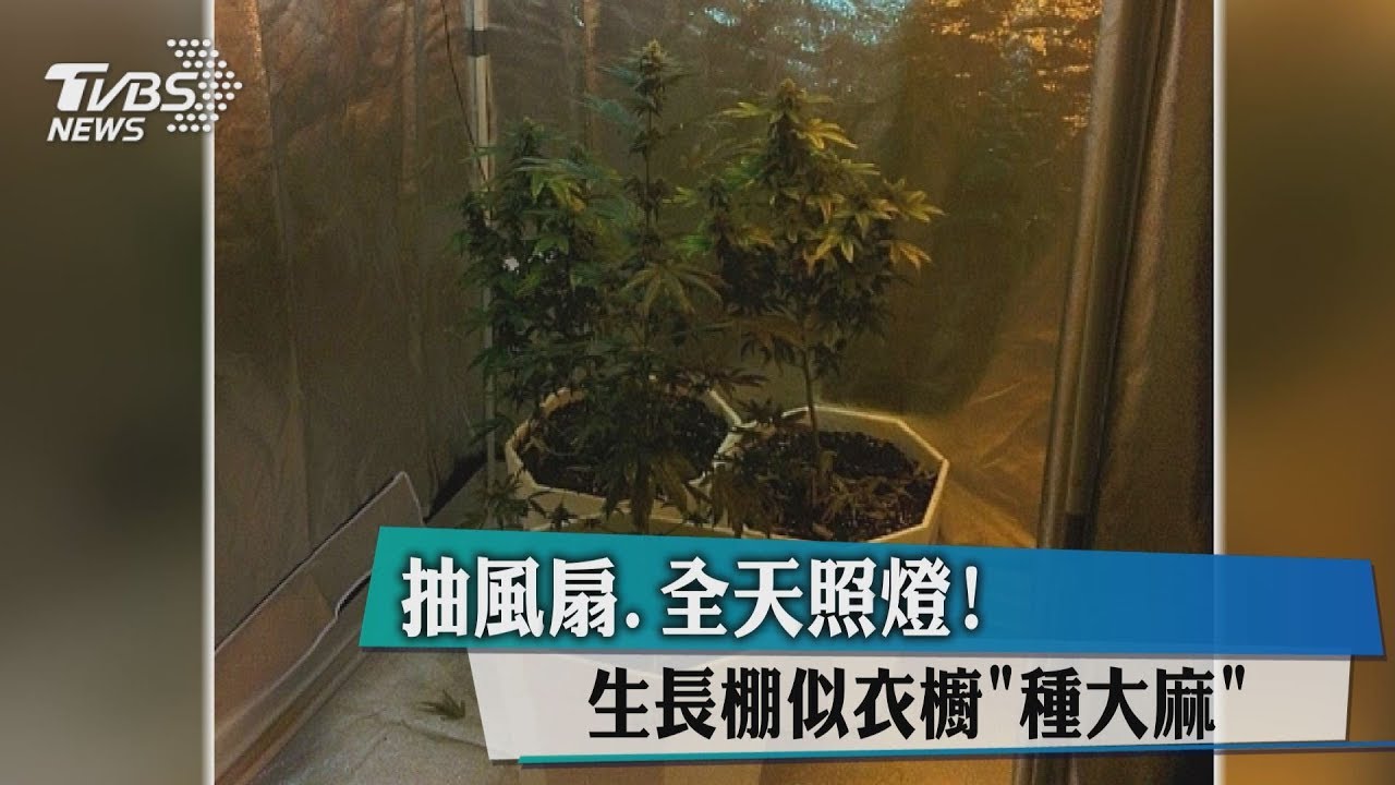 抽風扇、全天照燈!生長棚似衣櫥「種大麻」