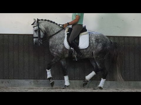 **SOLD**  Lusitano Gelding ready for Grand Prix (REF#407)