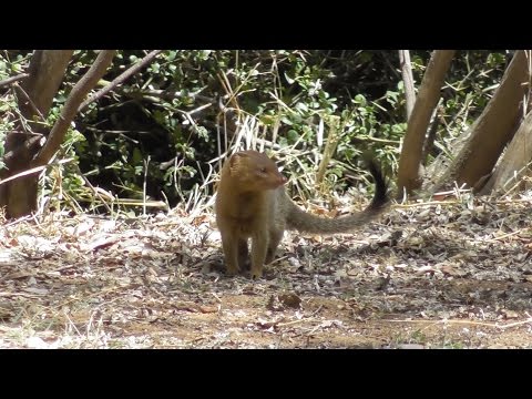 Slender mongoose