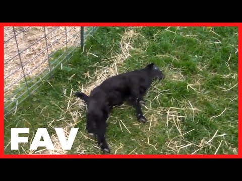 Just Fainting Goats 2020 | Try Not to Laugh