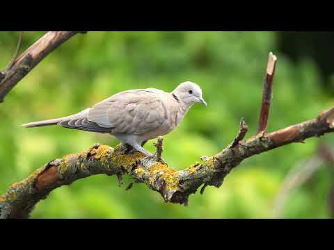 The sound of the Collared Dove - Dove Sounds | 10 Hours