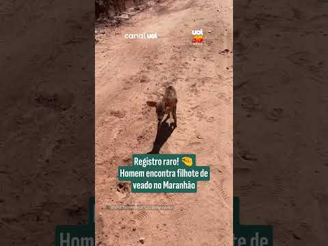 Em registro raro, homem encontra filhote de veado no Maranhão