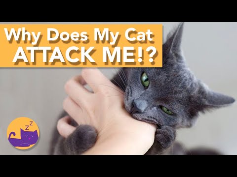 Why Does My Cat Attack Me? Vicious Cats and How to Stop Them!