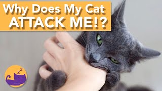 Why Does My Cat Attack Me? Vicious Cats and How to Stop Them!