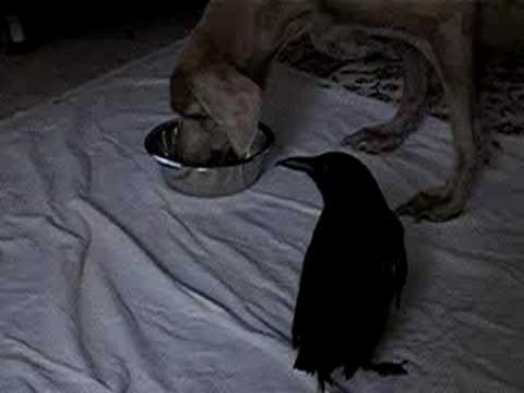 Sybil helping Blue with his dinner