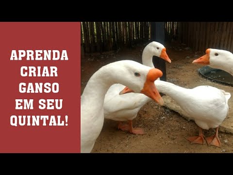 , title : 'COMO CRIAR GANSO EM PEQUENO ESPAÇO AÍ NO SEU QUINTAL!!'