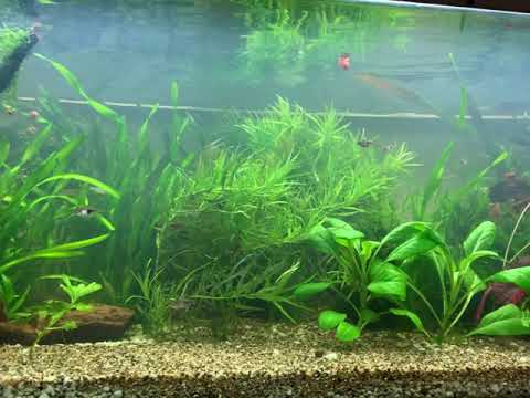 300l Aquarium Wasser wird nicht klar ???