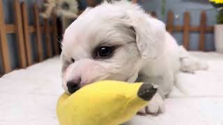 ビションフリーゼの動画01