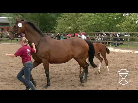 HEI010 Hengstfohlen von Casall - Esteban xx - Leonid