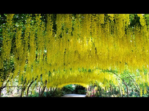 園芸 ウィンターガマズミ、ボドナントガマズミ