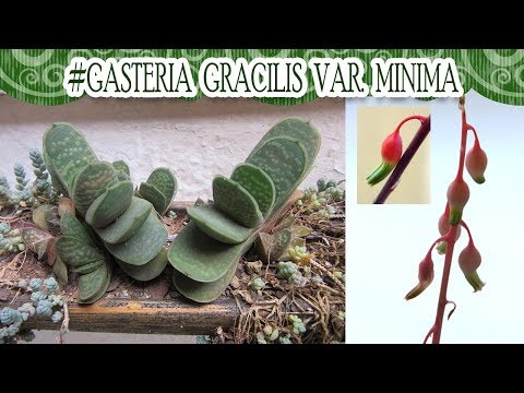 , title : '#Suculentadodia! | Gasteria gracilis var. Minima'