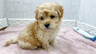 ハーフ犬の動画01