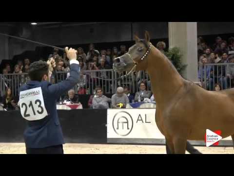 N 213 TAYYID AN NAHIZA   Verona 2015   Stallions 4 6 years old Class 10