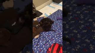 Poodle Puppies Videos