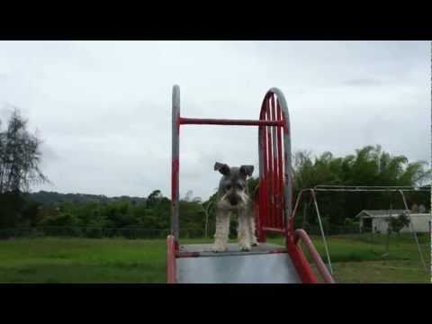 Ben - Perro Asombroso - No le teme a nada - desafia a la muerte