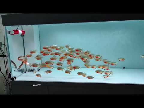 ¡Impactante! Culebra Cae en Acuario de Pirañas y es Devorada en Segundos #viral