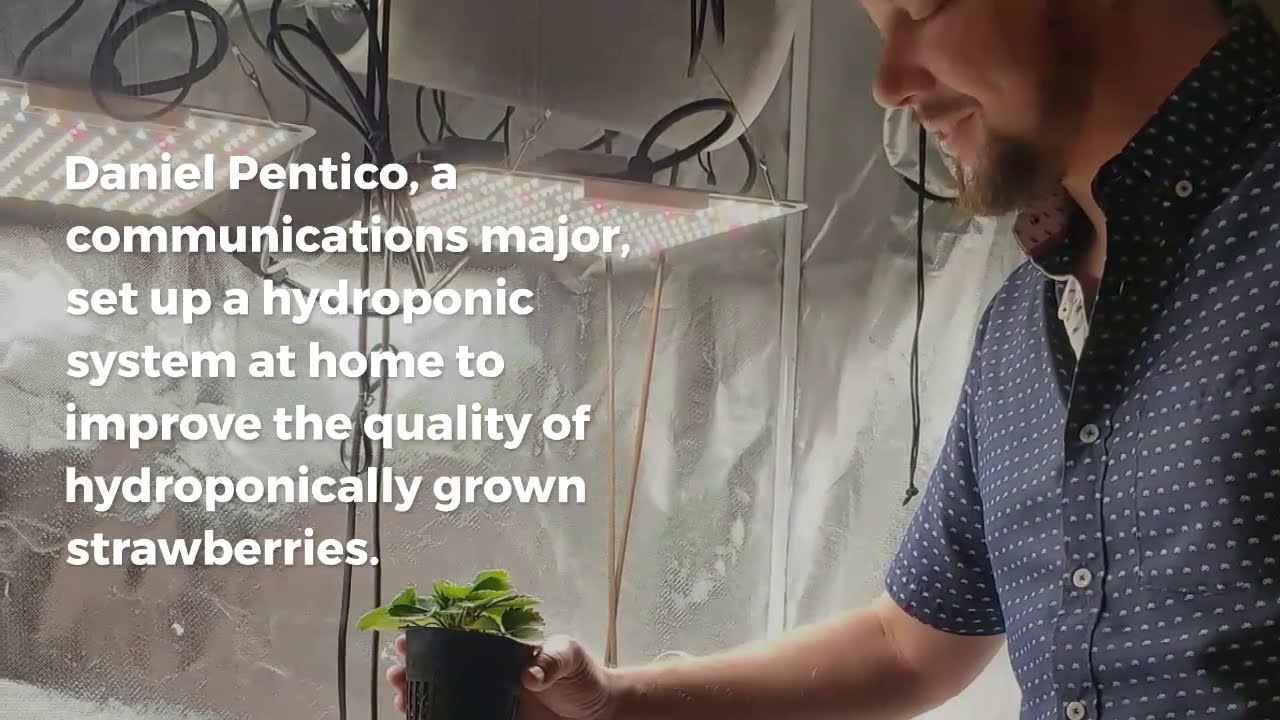 SDSU's Summer Undergraduate Research Program (SURP) Offers Remote Opportunities