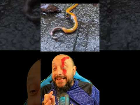 Sanguessuga pega minhoca