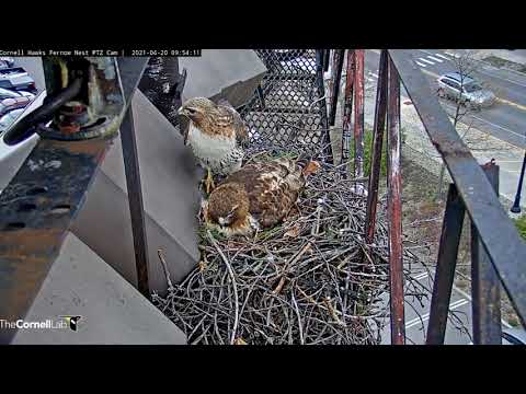 Arthur Tucks In Eggs After Relieving Big Red At #CornellHawks Nest – April 20, 2021