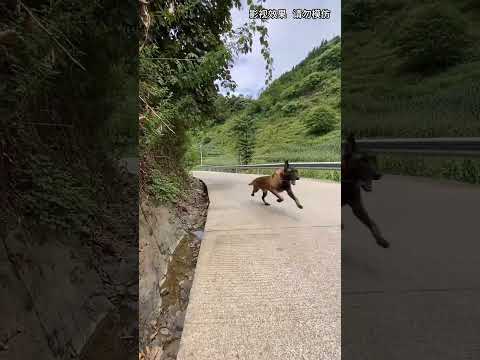 #狗是人类最忠诚的朋友  #万物皆有灵性  #萌宠