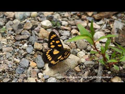 キボシイチモンジ　Patsuia sinensium