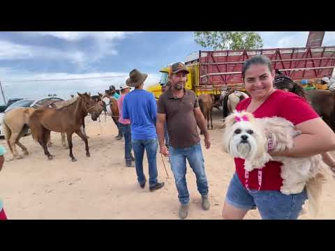 Feira de Cavalos em Dois Riachos - AL 28 - 01 - 2026 #nordeste