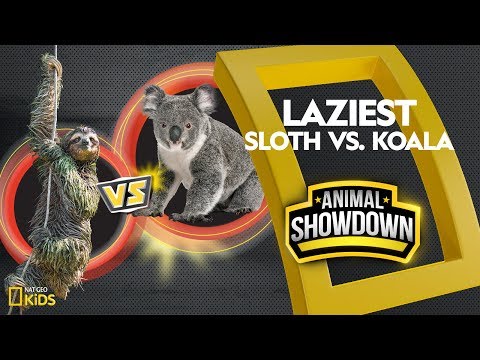 image-Who is the laziest koala or sloth?