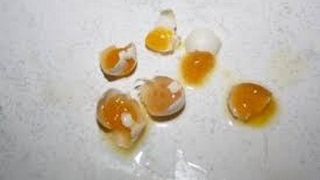 How to stop your bird from breaking their eggs| Reason for why your budgie is breaking their eggs