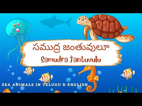 Learn sea animals name - సముద్ర జంతువులూ