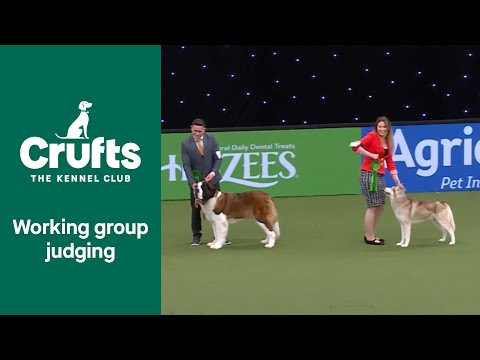 Working Group Judging | Crufts 2022