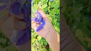 Download lagu If we were at the Namba gate, we would be idle #sangupootea #healthydrink #shortsfeed #shorts #yo... mp3 Download lagu If we were at the Namba gate, we would be idle #sangupootea #healthydrink #shortsfeed #shorts #yo... mp3