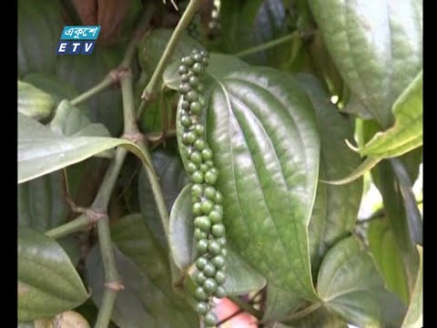 ফটিকছড়ির দূর্গম পাহাড়ী এলাকায় চাষ হচ্ছে মসলা জাতীয় ফসল গোল মরিচ