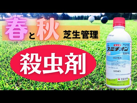 芝生のコガネムシ線虫に白い幼虫がいるかどうかを知る方法
