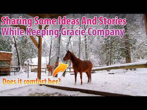 Does Hanging Out With Your Horse Calm And Reassure Them?