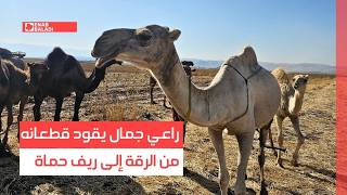 راعي جمال يقود قطعانه من الرقة إلى ريف حماة
