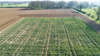 video: Climate change could boost British crops, pioneering field trial shows 
