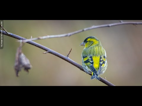 The Eurasian siskin (Spinus spinus)