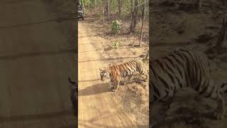 preview picture of video 'Tiger reserve karandala pawani'