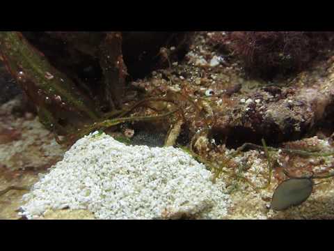 Alpheus sp. snapping shrimp in my sea tank