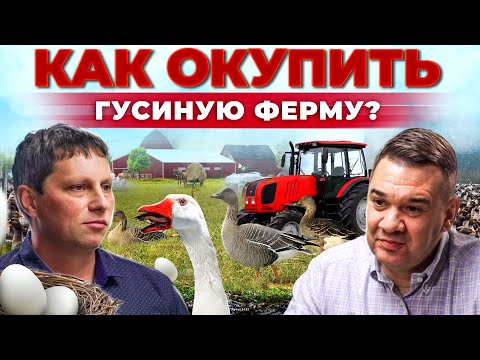 Сколько денег приносят гуси? Инкубатор своими руками | Лучшие породы птицы | Андрей Даниленко