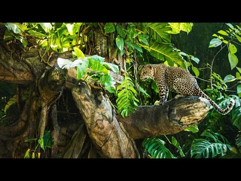 Los leopardos de la isla del Árbol muerto - Grandes Documentales