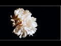 "Between Us": New Single from Patsy Moore Available Now at iTunes+ (BEST VIEWED IN 1080p HD)