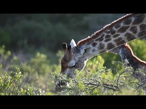 Gondwana's Tented Eco Camp