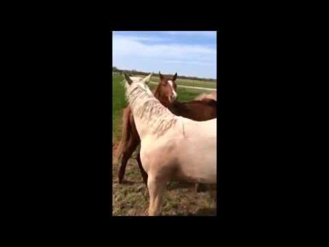 Teamwork at the Downunder Horsemanship Ranch