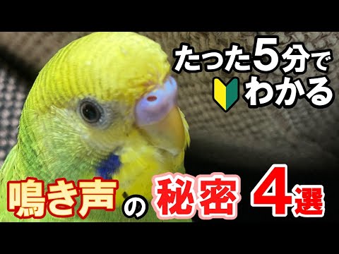 モトリーインコについて詳しく解説