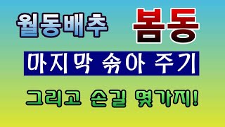 [텃밭농부. 1,284]  월동배추 봄동. 마지막 솎음과 손길 몇가지! #봄동재배