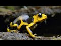 Being a Poison Dart Frog Parent is HARD | 4K UHD | Seven Worlds One Planet | BBC Earth